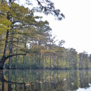 The Carolina Waterman is a 501(c)(3) nonprofit organization located in Myrtle Beach, South Carolina.