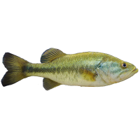 Common Freshwater Fish
