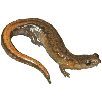 Webster’s Salamander